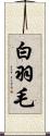 白羽毛 Scroll