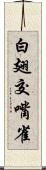 白翅交嘴雀 Scroll