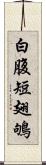 白腹短翅鴝 Scroll