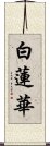 白蓮華 Scroll