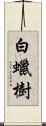 白蠟樹 Scroll