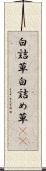 白詰草 Scroll
