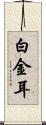 白金耳 Scroll