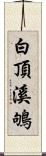 白頂溪鴝 Scroll