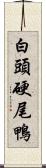 白頭硬尾鴨 Scroll