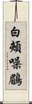 白頰噪鶥 Scroll