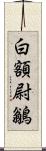 白額尉鶲 Scroll