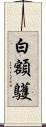 白額鸌 Scroll