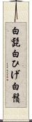 白髭 Scroll