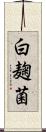 白麹菌 Scroll