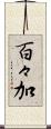 百々加 Scroll