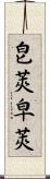 皀莢;皁莢 Scroll