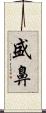 盛鼻 Scroll