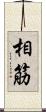 相筋 Scroll