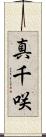 真千咲 Scroll