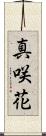 真咲花 Scroll