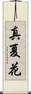 真夏花 Scroll