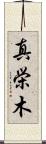 真栄木 Scroll