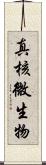 真核微生物 Scroll