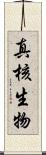 真核生物 Scroll