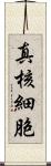 真核細胞 Scroll