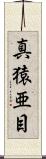 真猿亜目 Scroll