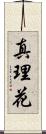 真理花 Scroll