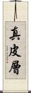 真皮層 Scroll