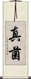 真菌 Scroll