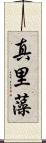 真里藻 Scroll