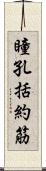 瞳孔括約筋 Scroll