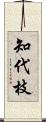 知代枝 Scroll