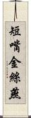 短嘴金絲燕 Scroll