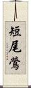 短尾鶯 Scroll
