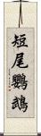短尾鸚鵡 Scroll