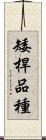 矮桿品種 Scroll