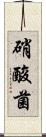 硝酸菌 Scroll