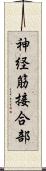 神経筋接合部 Scroll
