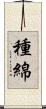 種綿 Scroll