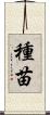種苗 Scroll