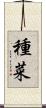 種菜 Scroll