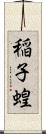 稲子 Scroll