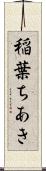 稲葉ちあき Scroll