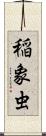 稲象虫 Scroll
