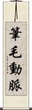 筆毛動脈 Scroll
