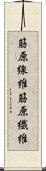 筋原線維 Scroll
