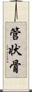管状骨 Scroll