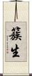 簇生 Scroll