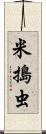 米搗虫 Scroll