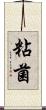 粘菌 Scroll